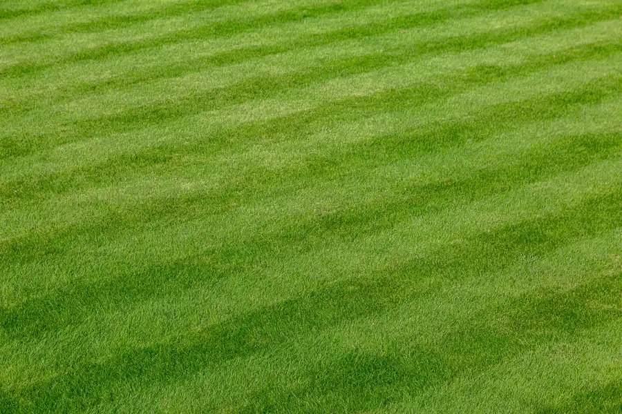 How Lawn Care Services Help Manage Pest Control Effectively West Concord MN