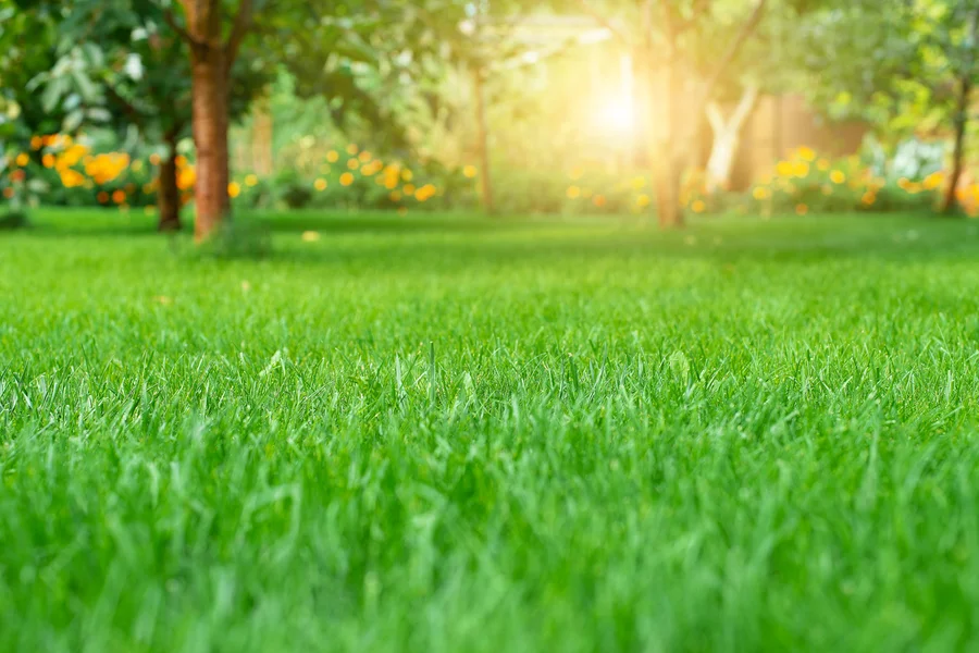 What To Expect From Professional Lawn Care Services West Concord MN